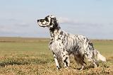 SETTER ANGLAIS 001